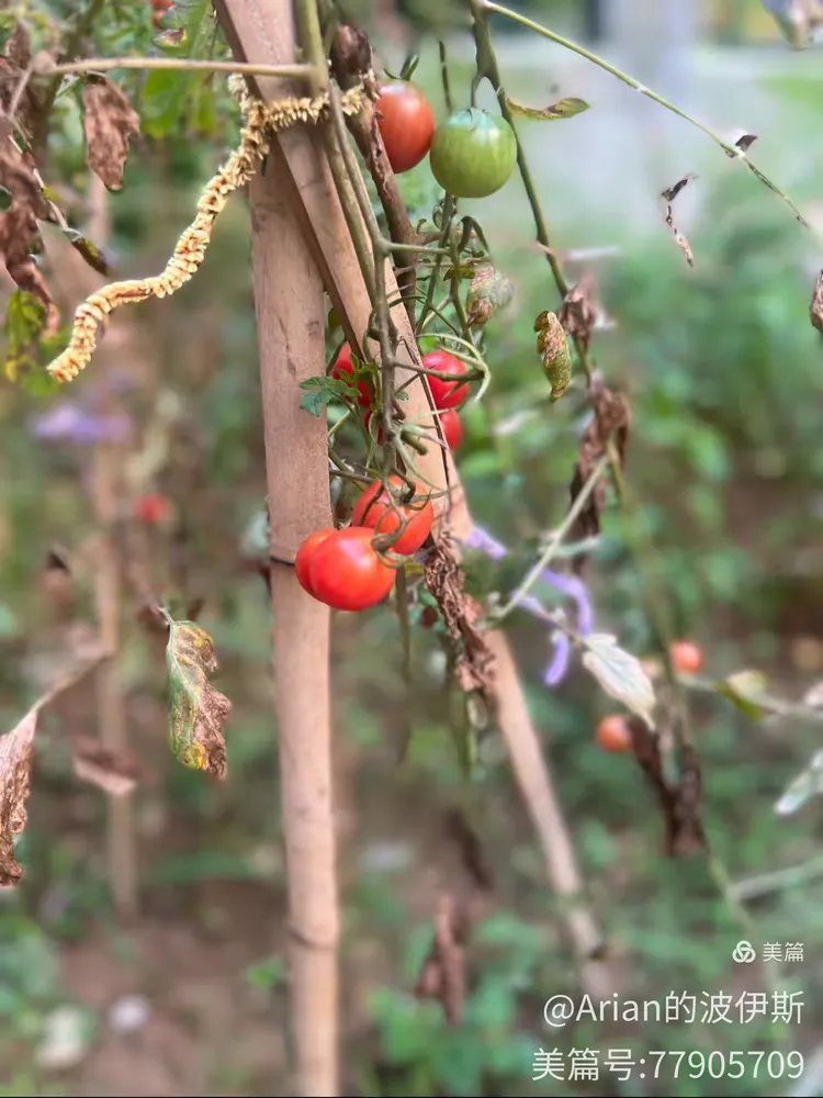 园徽征集令 ||黔南州机关幼儿园邀您一起来设计